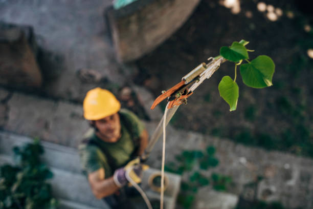 How Our Tree Care Process Works  in Valley Springs, CA